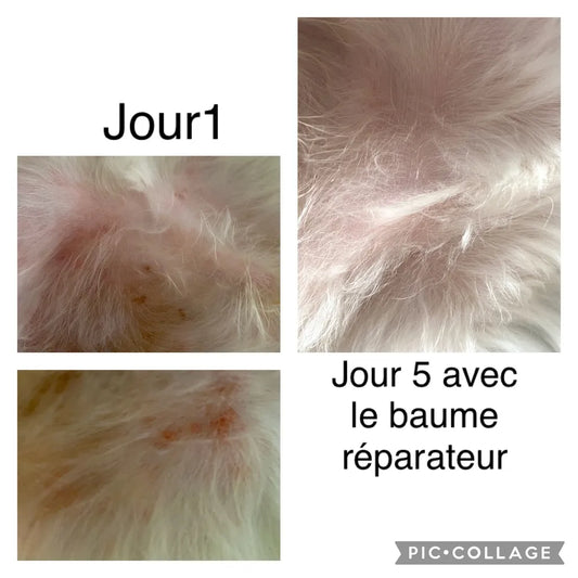 Baume de Réparation à la mangue