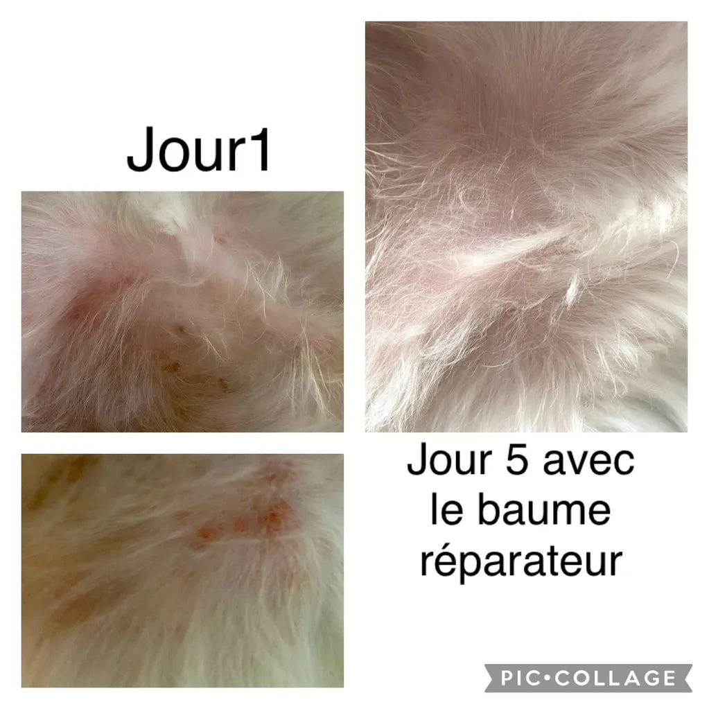 Baume de Réparation à la mangue